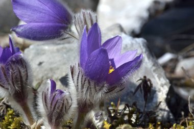dağ pasqueflower (pulsatilla montana)