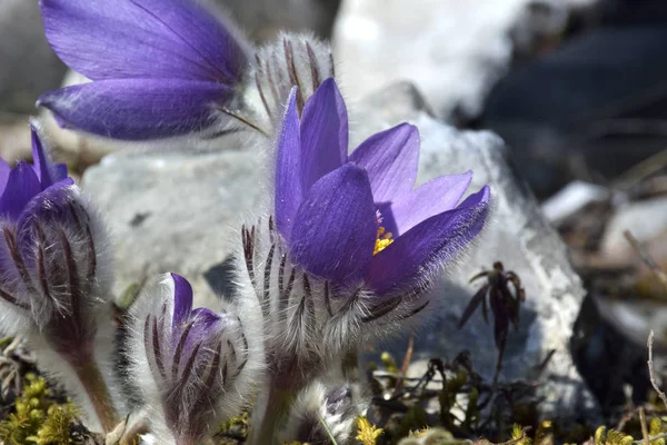 Pasqueflower de montanha (Pulsatilla montana ) — Fotografia de Stock