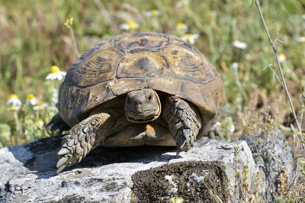 Spur thighed turtle (Testudo graeca) — Stock Photo, Image