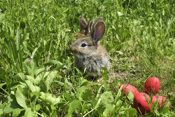 목초지와 빨간 계란에 작은 토끼 — 스톡 사진