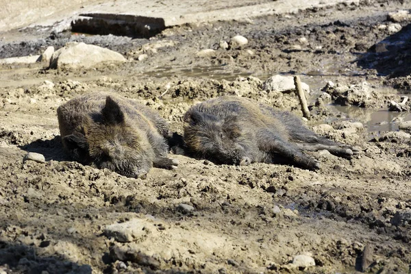 Babi hutan berbaring di dalam lumpur. — Stok Foto
