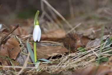 bir orman içinde büyüyen kardelen.