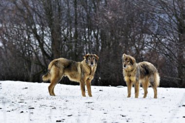 Kar köpeklerde ayaz sheepfold.