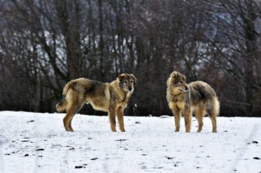 Kar köpeklerde ayaz sheepfold.