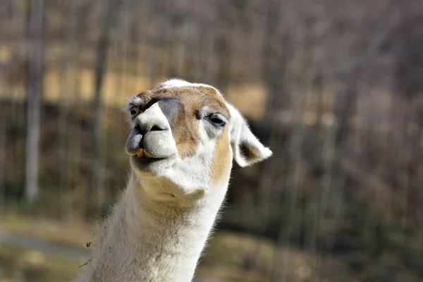 Retrato de Guanaco (Lama guanicoe ) — Foto de Stock