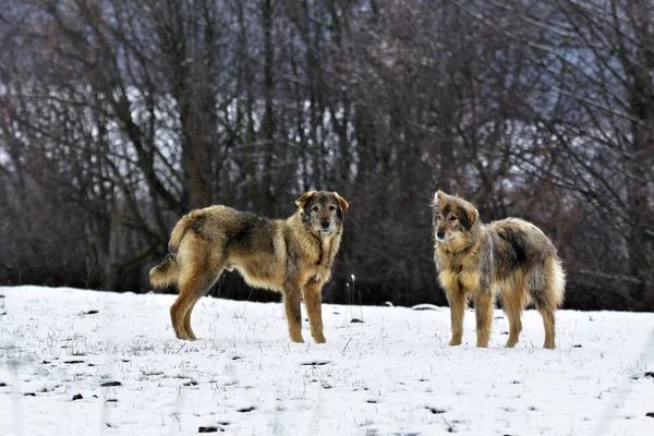 Kar köpeklerde ayaz sheepfold.