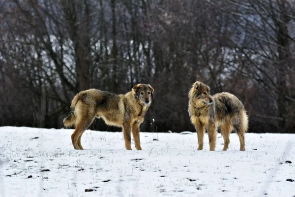 Kar köpeklerde ayaz sheepfold.