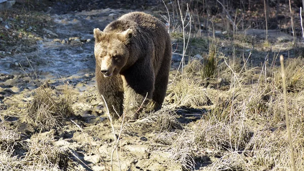 Beruang cokelat di hutan. Big Brown Bear. Ursus arctos . — Stok Foto