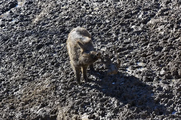 Happy hour of baby wild boar on the mud floor. — Stok Foto