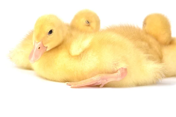 Ducklings isolated on white — Stock Photo, Image