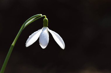 Kış aylarında çiçek açan kardelen çiçek
