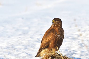 yaygın akbaba (Buteo buteo)