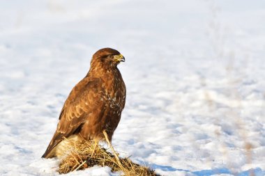 yaygın akbaba (Buteo buteo)