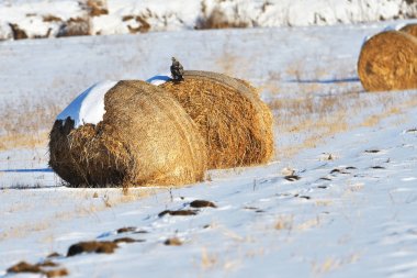 Saman balya bir kış alanı
