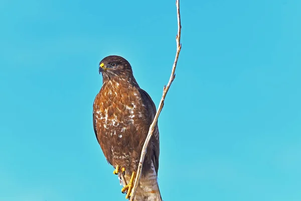 Buzzard umum (Buteo buteo) — Stok Foto