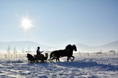 atların yanında Kışın açık çekti kızak adamla