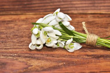 Bahar beyaz kardelen çiçekleri