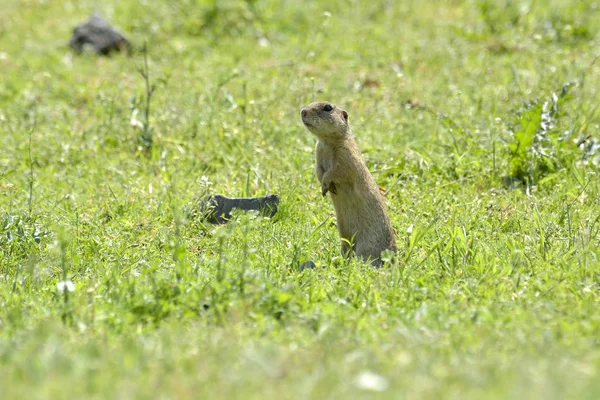 Mignon écureuil terrestre européen sur le terrain (Spermophilus citellus ) — Photo