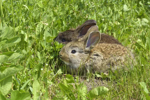 küçük bir tavşan bir mera üzerinde değil