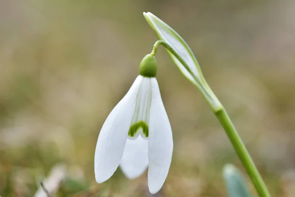 Bunga-bunga musim semi putih snowdrop di hutan — Stok Foto