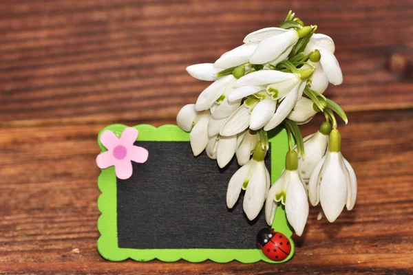 Bouquet de gouttes de neige sur fond bois — Photo