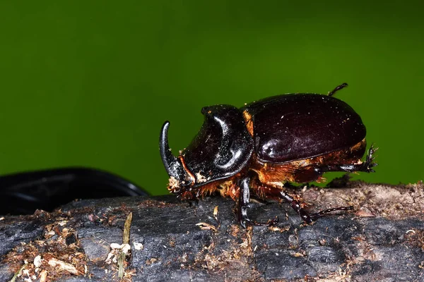 Rhinoceros Beetle (Oryctes nasicornis) — Stock Photo, Image