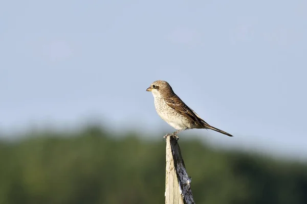 Shrike apoiado pelo vermelho na natureza — Fotografia de Stock