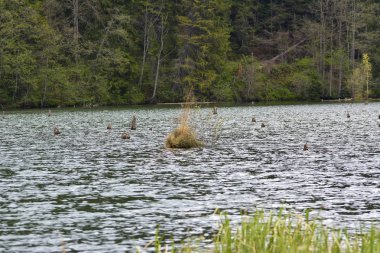 Lacul Rosu Red Lake ya da katil göl, Doğu Karpatlar, Romanya