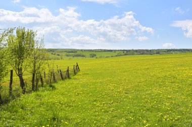 Yeşil alan ve mavi gökyüzü karahindiba