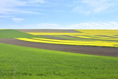 Kolza tohumu sarı ve yeşil alan bahar