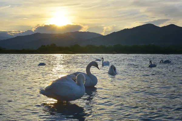 Cisne al atardecer en el lago Bistrita, Neamt. Rumanía — Foto de Stock