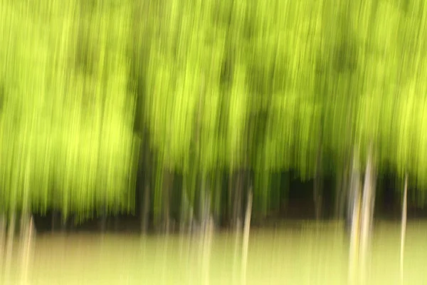 Abstract panning weergave van bos — Stockfoto