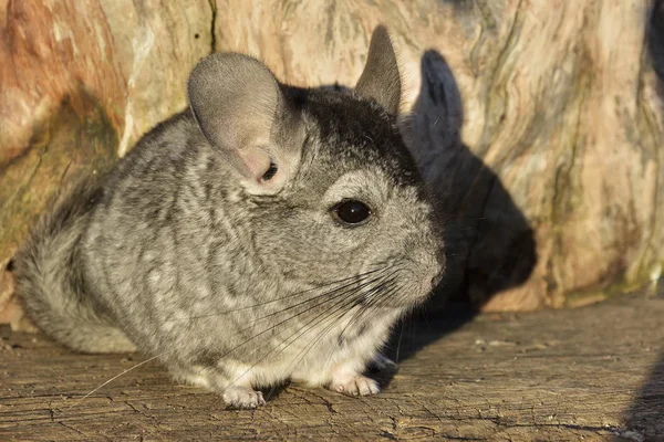 Gray Chinchilla op een houten achtergrond buiten — Stockfoto