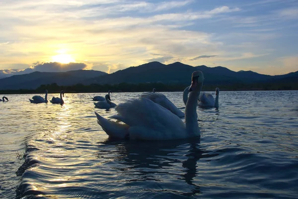Sekelompok angsa liar berenang di sungai saat matahari terbenam . — Stok Foto
