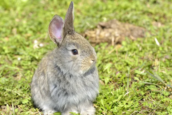 Little rabbits sitting outdoors in spring