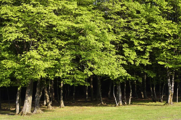 Latar belakang pohon hijau yang indah — Stok Foto