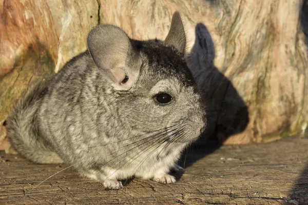 Gray Chinchilla on a wood background outdoor Stock Photo