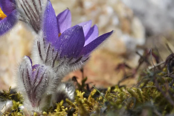 Pasqueflower de montanha (Pulsatilla montana ) — Fotografia de Stock