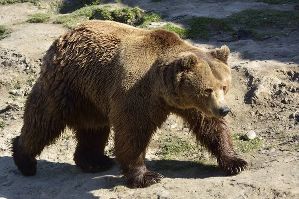 Beruang cokelat di alam — Stok Foto