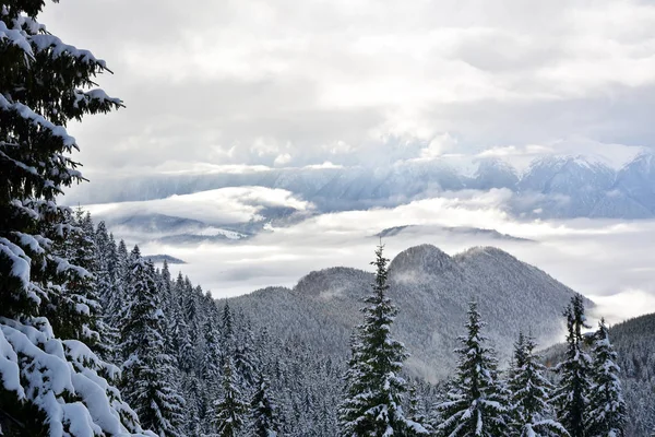 Hermoso paisaje invernal con árboles cubiertos de nieve en Postavaru, Rumania — Foto de Stock