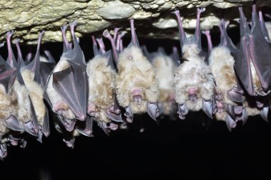 Büyük nalburunlu yarasa (Rhinolophus ferrumequinum)