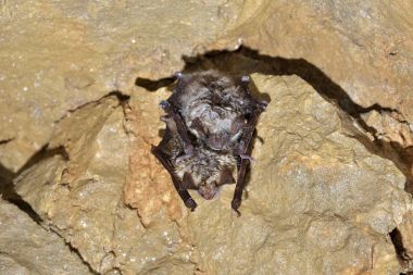 Barbastelle yarasa (Barbastella barbastellus), Batı barbastelle hazırda bekleme