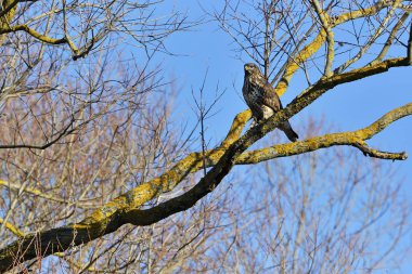 Kuşları - kış günü bayağı Şahin (Buteo buteo)