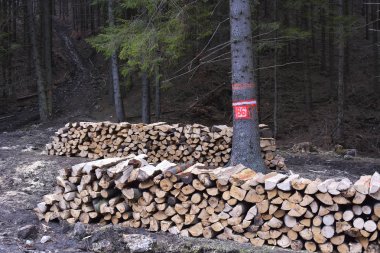 Ormanda yakacak odun yığını