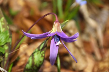 Pembe kır çiçeği, köpeğin diş mor veya Dogtooth violet, Erythronium dens-canis, sonbahar turuncu pembe çiçek (bahar çiçek yaprakları)