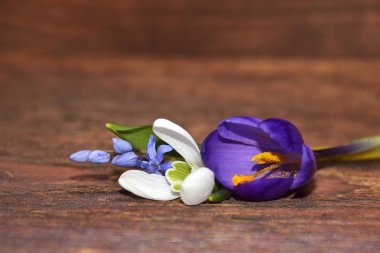 ahşap üzerine bahar çiçekleri (kardelen, crocuse, squill)   