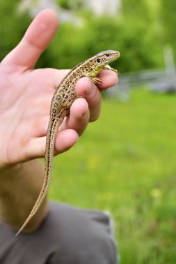 küçük kertenkele el üstünde oturuyor