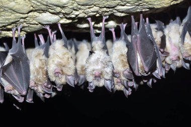 Grup büyük nalburunlu yarasa (Rhinolophus ferrumequinum)