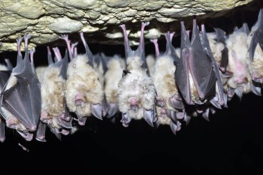 Group of Greater horseshoe bat (Rhinolophus ferrumequinum) clipart