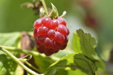 Ahududu çalı. Ahududu Bahçe üzerinde